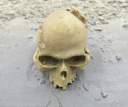 Shattered Human Skull